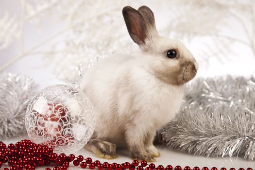 Christmas bunny
