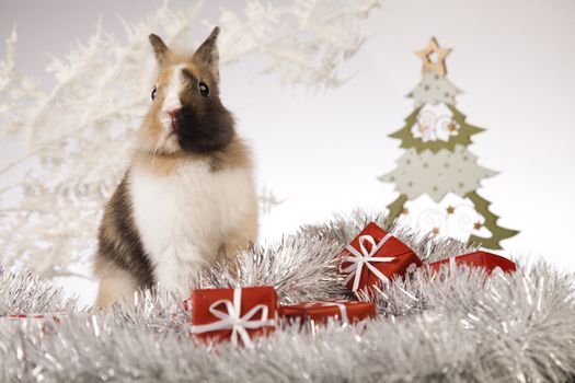 Christmas bunny