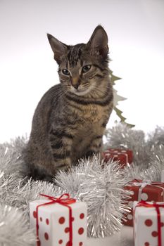 Christmas cat