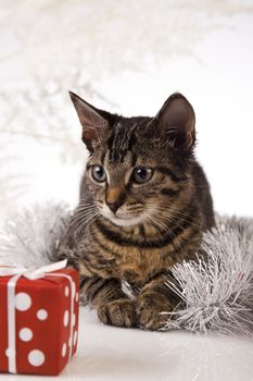 Christmas cat