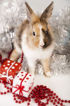 Christmas bunny