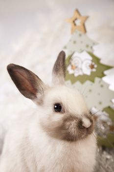 Christmas bunny