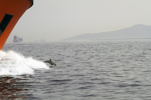 Dolphin Diving in the Atlantic near Gibraltar