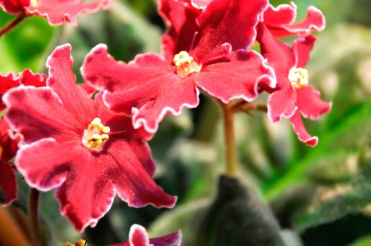 Saintpaulia, commonly known as African violet