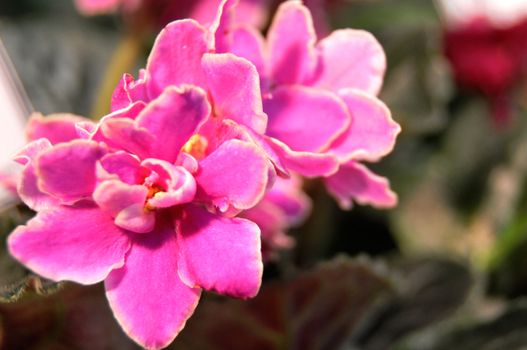 Saintpaulia, commonly known as African violet