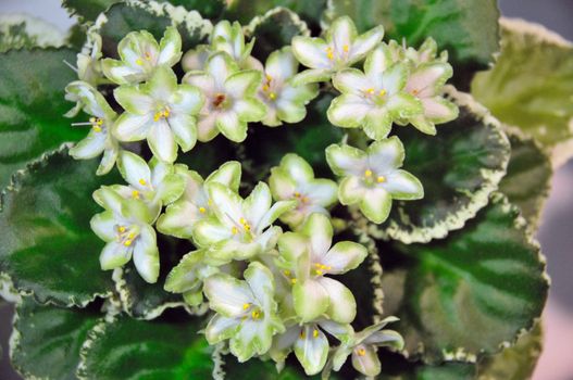 Saintpaulia, commonly known as African violet