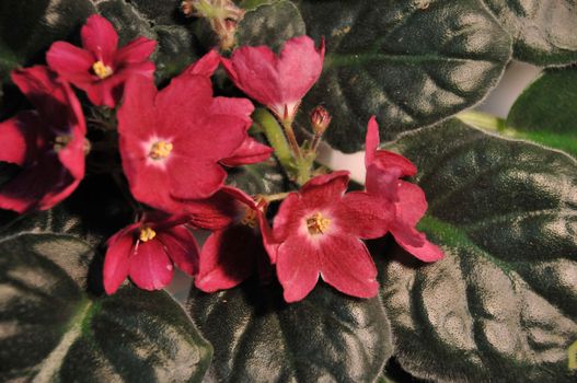 Saintpaulia, commonly known as African violet