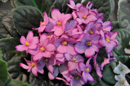 Saintpaulia, commonly known as African violet