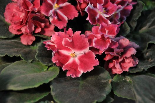 Saintpaulia, commonly known as African violet