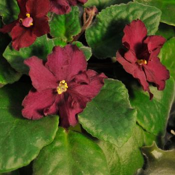 Saintpaulia, commonly known as African violet