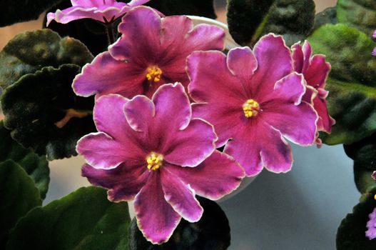 Saintpaulia, commonly known as African violet