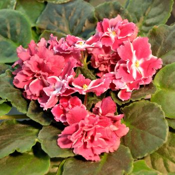 Saintpaulia, commonly known as African violet