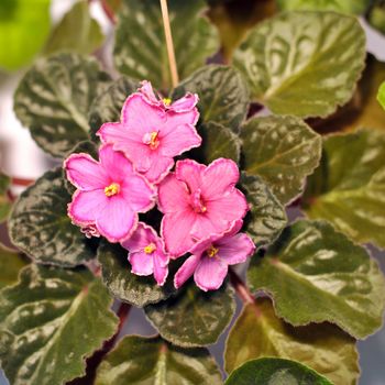 Saintpaulia, commonly known as African violet