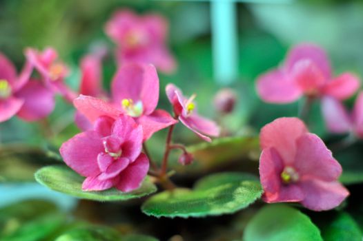 Saintpaulia, commonly known as African violet