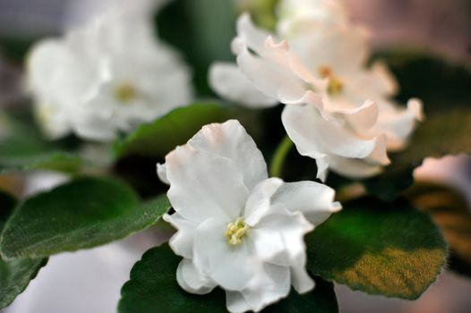 Saintpaulia, commonly known as African violet