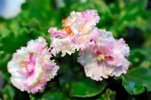 Saintpaulia, commonly known as African violet