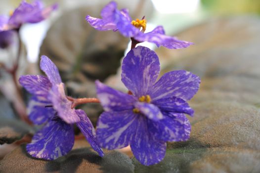 Saintpaulia, commonly known as African violet