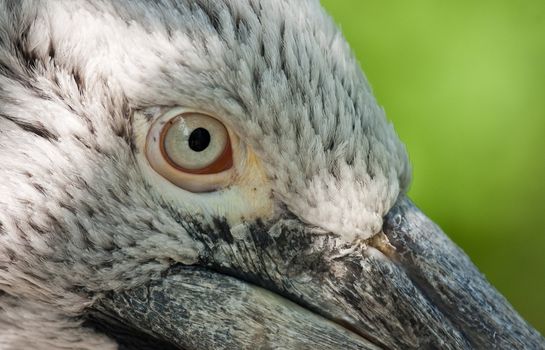 Detail of Crested Pelican