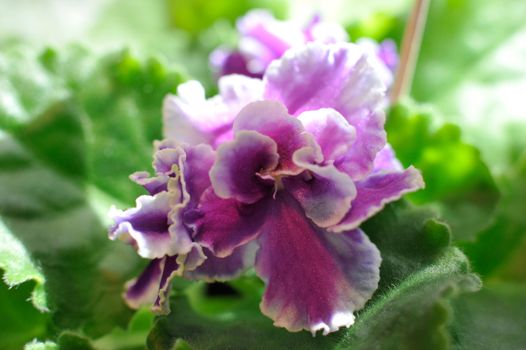 Saintpaulia, commonly known as African violet