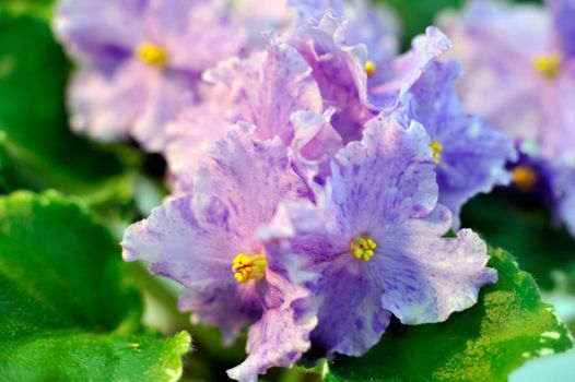 Saintpaulia, commonly known as African violet