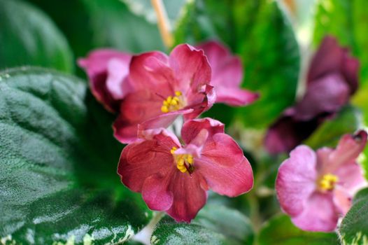 Saintpaulia, commonly known as African violet