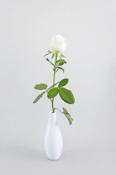 gentle cream rose on a light background