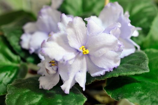 Saintpaulia, commonly known as African violet