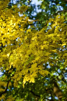 bright yellow maple leaves in autumn day
