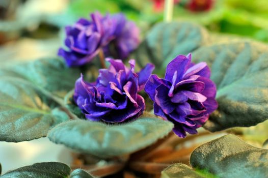 Saintpaulia, commonly known as African violet