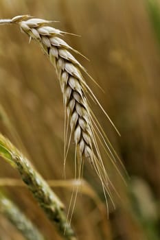 closeup of golden spica of wheat