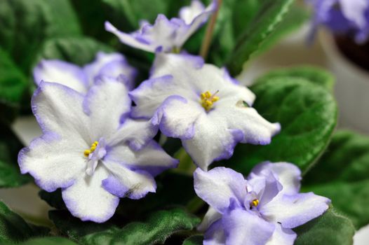 Saintpaulia, commonly known as African violet