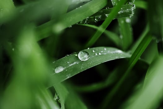 Rain drops on green blades of grass