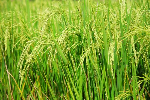 Rice field