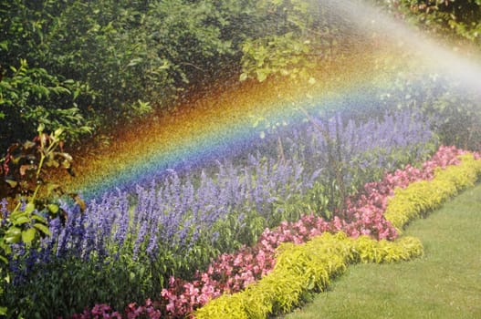 Little Rainbow above Flowers bushs in a Garden