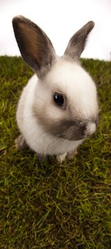 Happy Easter