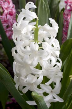 White pearl hyacinths in the park of Grenoble, France.