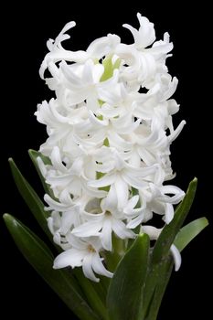 White pearl hyacinths isolated background.
