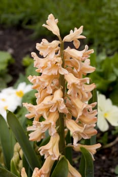 Orange pearl hyacinths in the park at Grenoble, France.