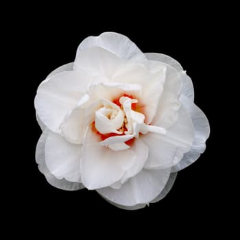 White daffodil isolated on a back background.