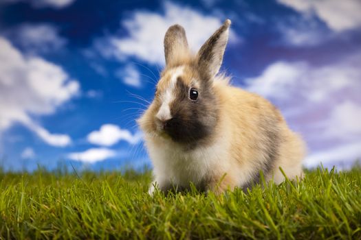 Happy Easter