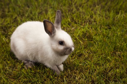 Happy Easter