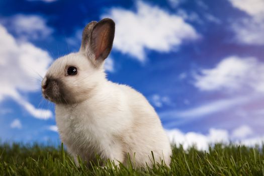 Happy Easter