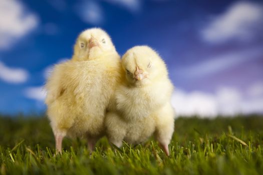 Happy Easter