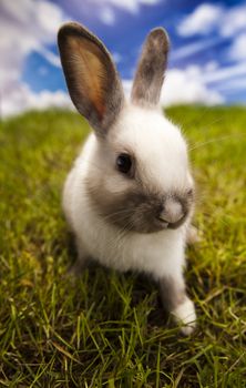 Happy Easter