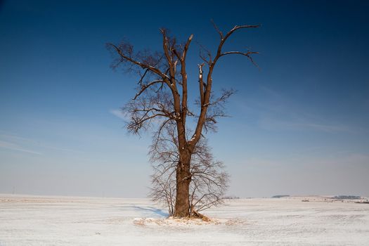 Memorable oak on the winter field