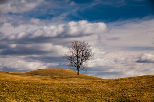 Single tree on the green golf course in autumn