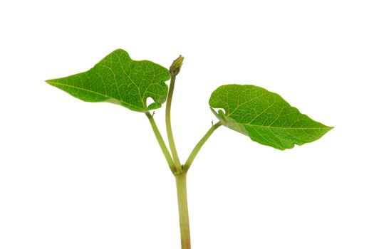 Young runner bean seedling with two veined leaves