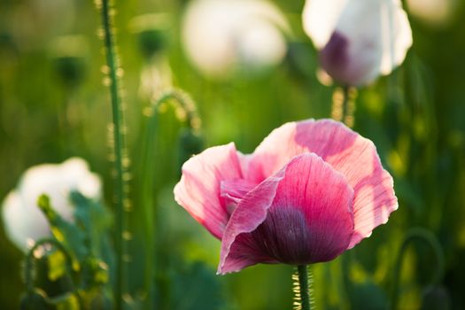 Red and white poppy on blue sky background