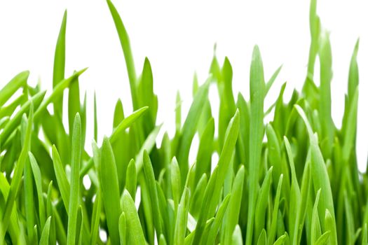 Green grass isolated on white background