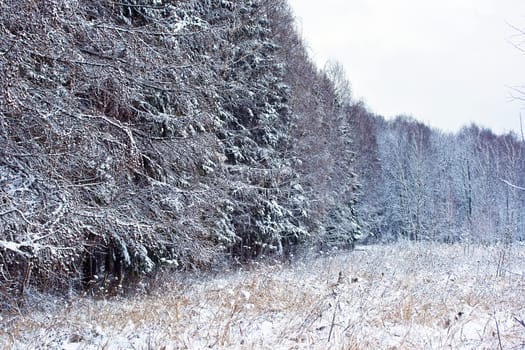 winter forest under white snow, Moscow, Russia